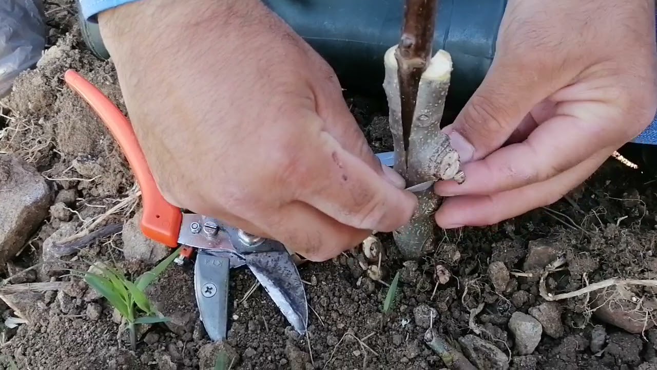 Tohumdan yetişmiş Cevizde Yarma Aşı yaptık. (Grafting in walnut)