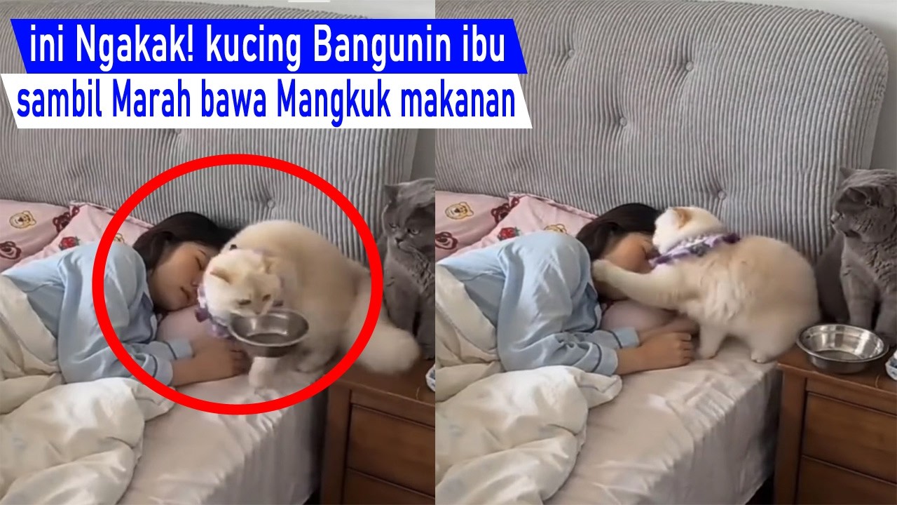 Ngakak sampai Nangis! kucing Marah ga di beri makan sambil lempar mangkok bangunin Emak/Kompilasi