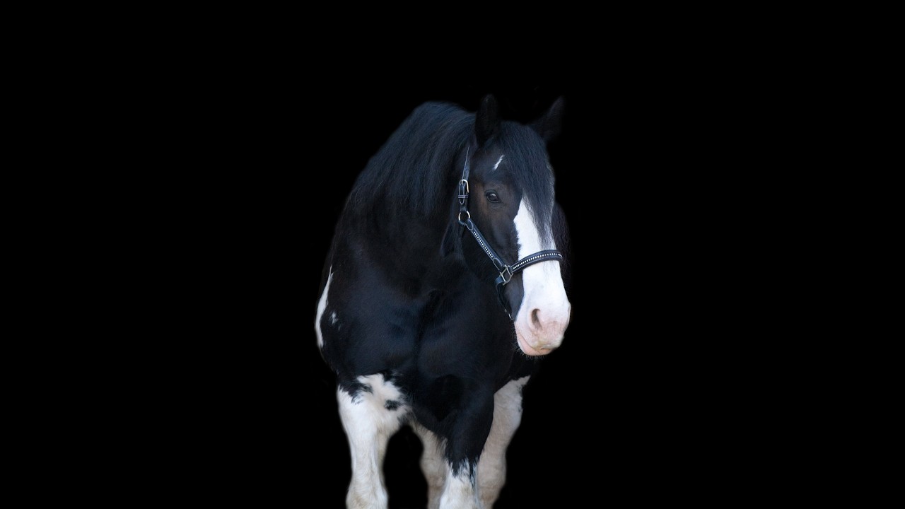 Come say Happy Birthday to my Clydesdale Olivia then tour my messy creative space.