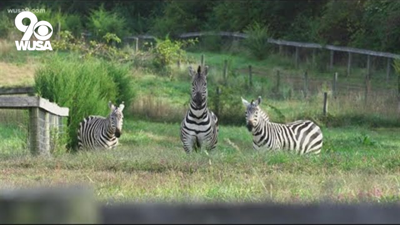 Private farm owner calls pet zebras a 'joy to watch'