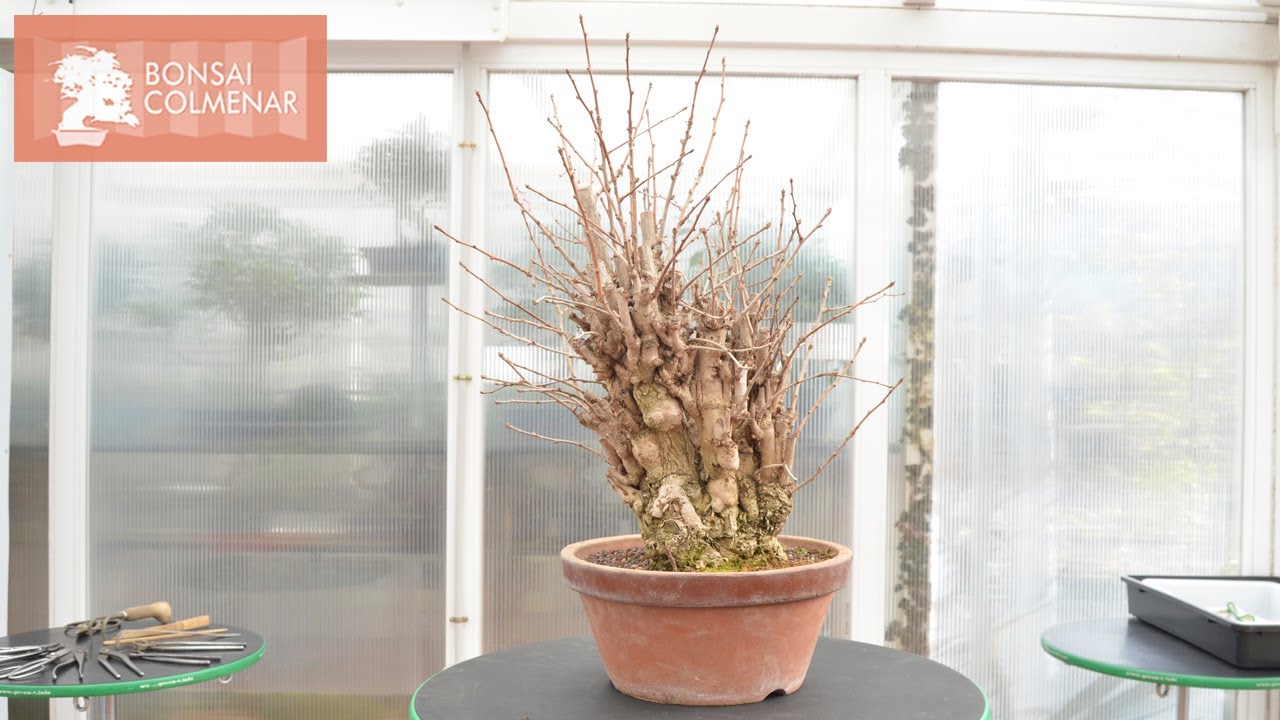 Eligiendo el frente en un ginkgo - Bonsai Colmenar