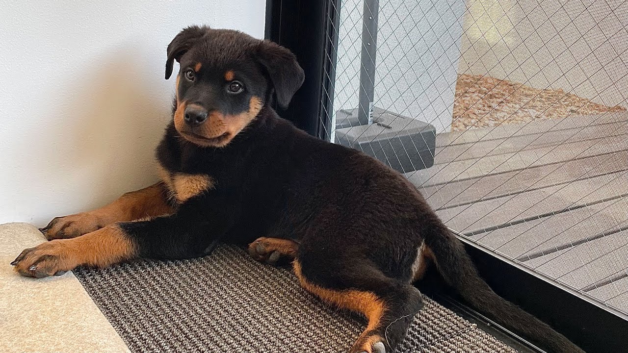 【超大型犬】生後2ヶ月のロットワイラーをお迎えしたら可愛すぎた...