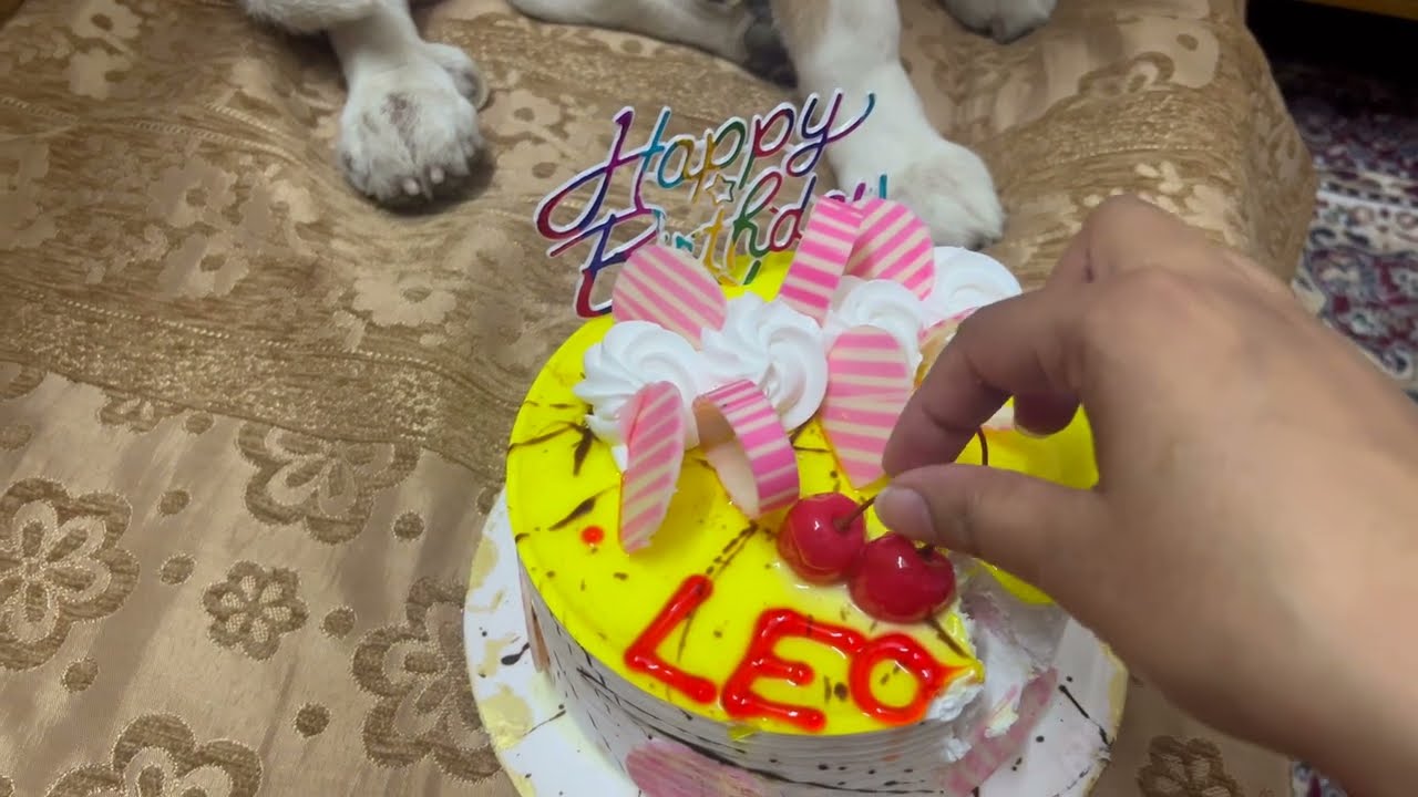 About last year's birthday | I miss you my boy | Leo The Beagle