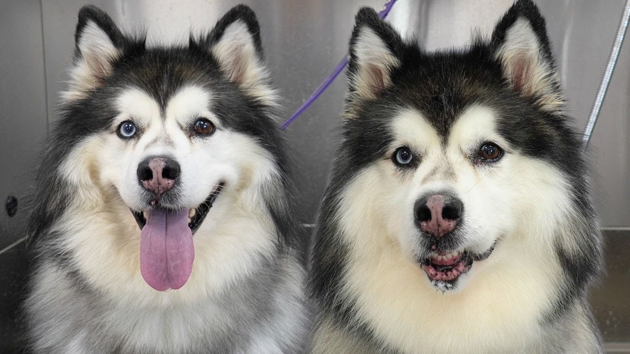 That's The Thanks I Get For Grooming A Fluffing Husky 😂
