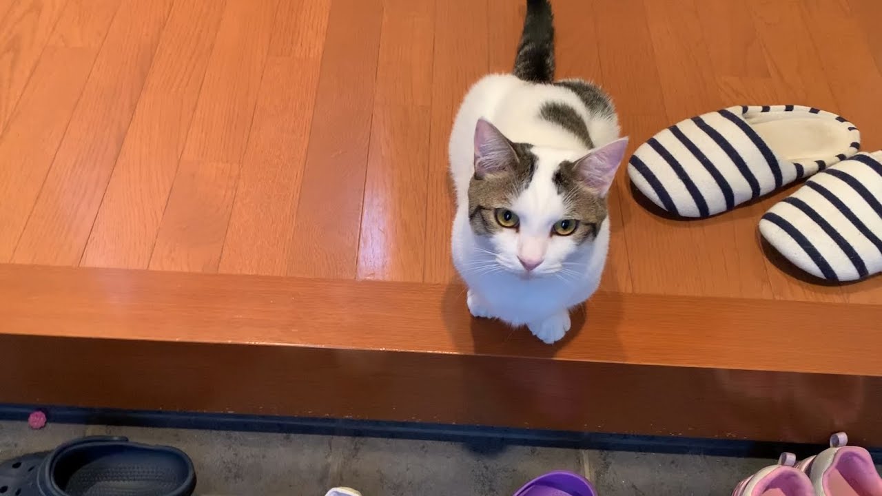 お見送りとお出迎えをしてくれる猫