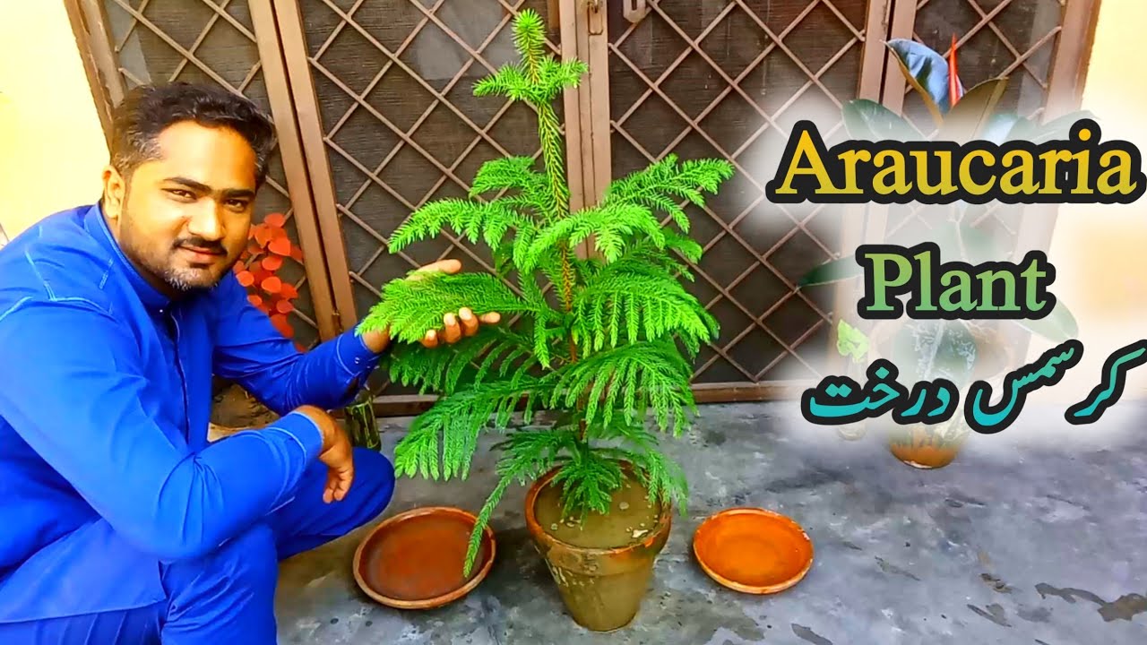 Tips for a Araucaria Plant | Christmas Tree Plant