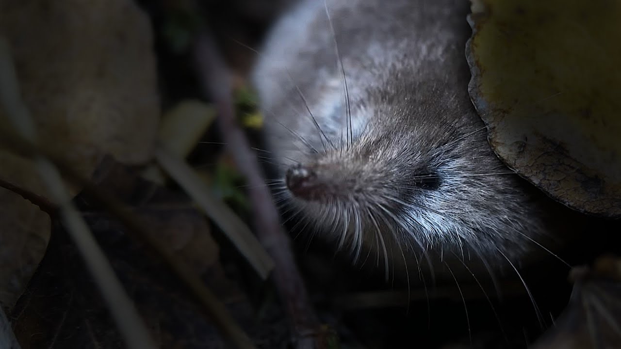 Never before caught on camera: California’s most elusive mammal