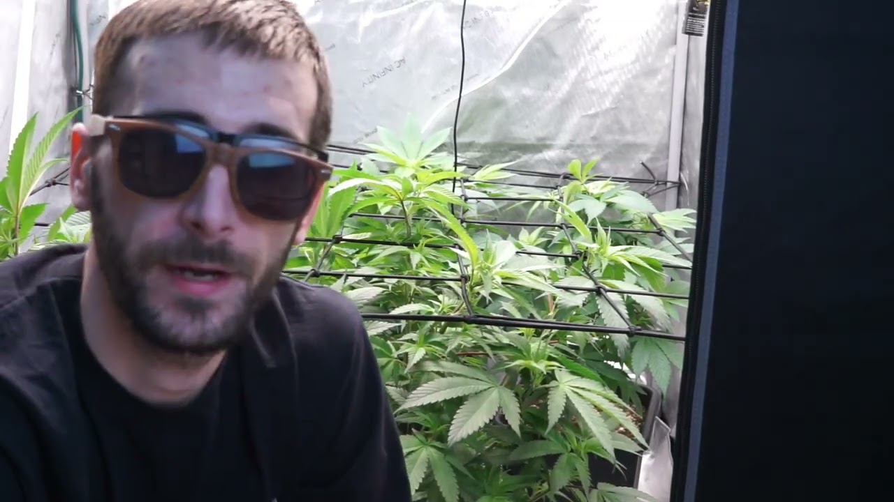 How I Start to Scrog my Plants In Auto Pots.