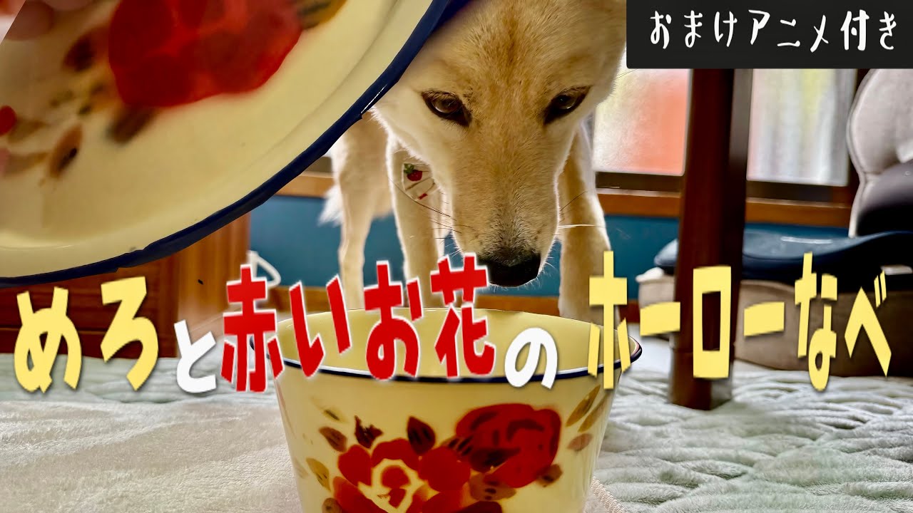 おまけアニメ付き【絵本見たいな日常動画】めろと赤いお花のホーローのなべ