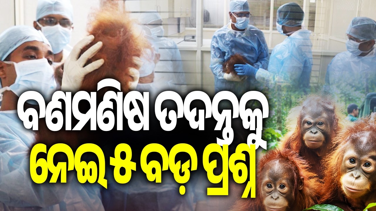5 Big Questions Arise Over STF Investigation Into Orangutan Mystery | Kalinga TV