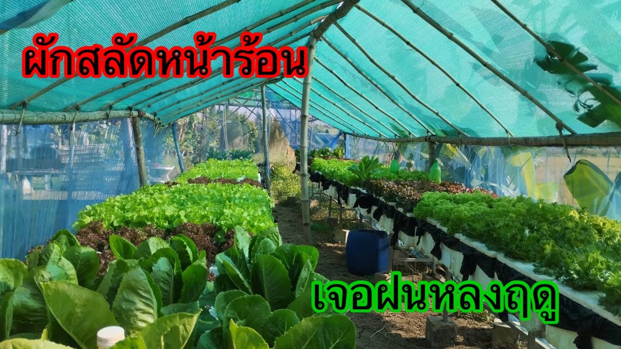 ผักสลัดเจอฝนหลงฤดูHydroponics/#บ้านสวนกิตติธรา #ผักสลัด 
