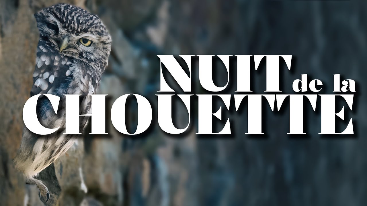 La Nuit de la Chouette : tout savoir sur les rapaces nocturnes