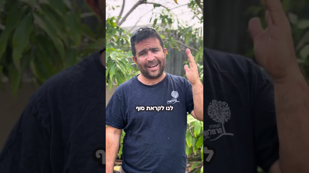 כל מה שרציתי לדעת על עץ ליצ׳י