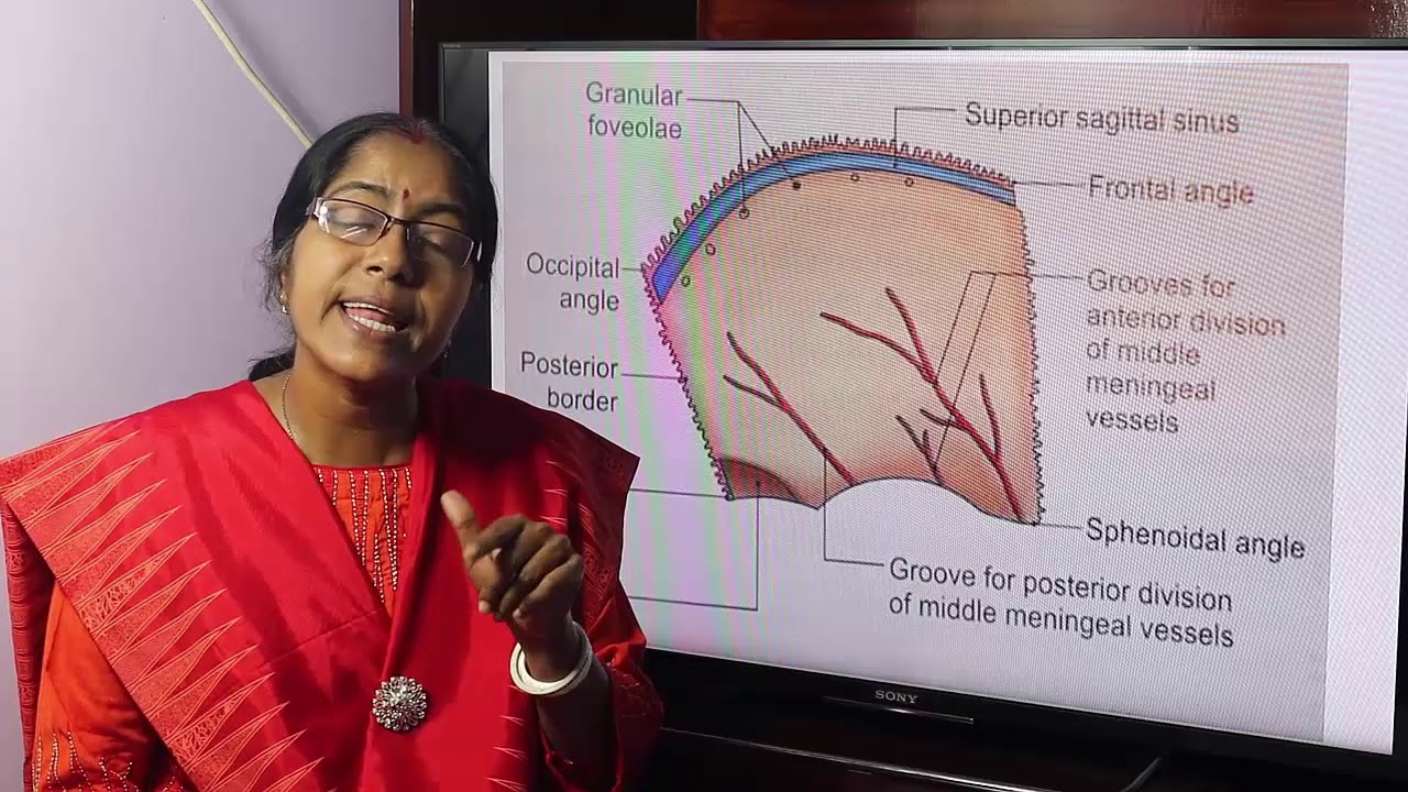 Lecture On Parietal bone