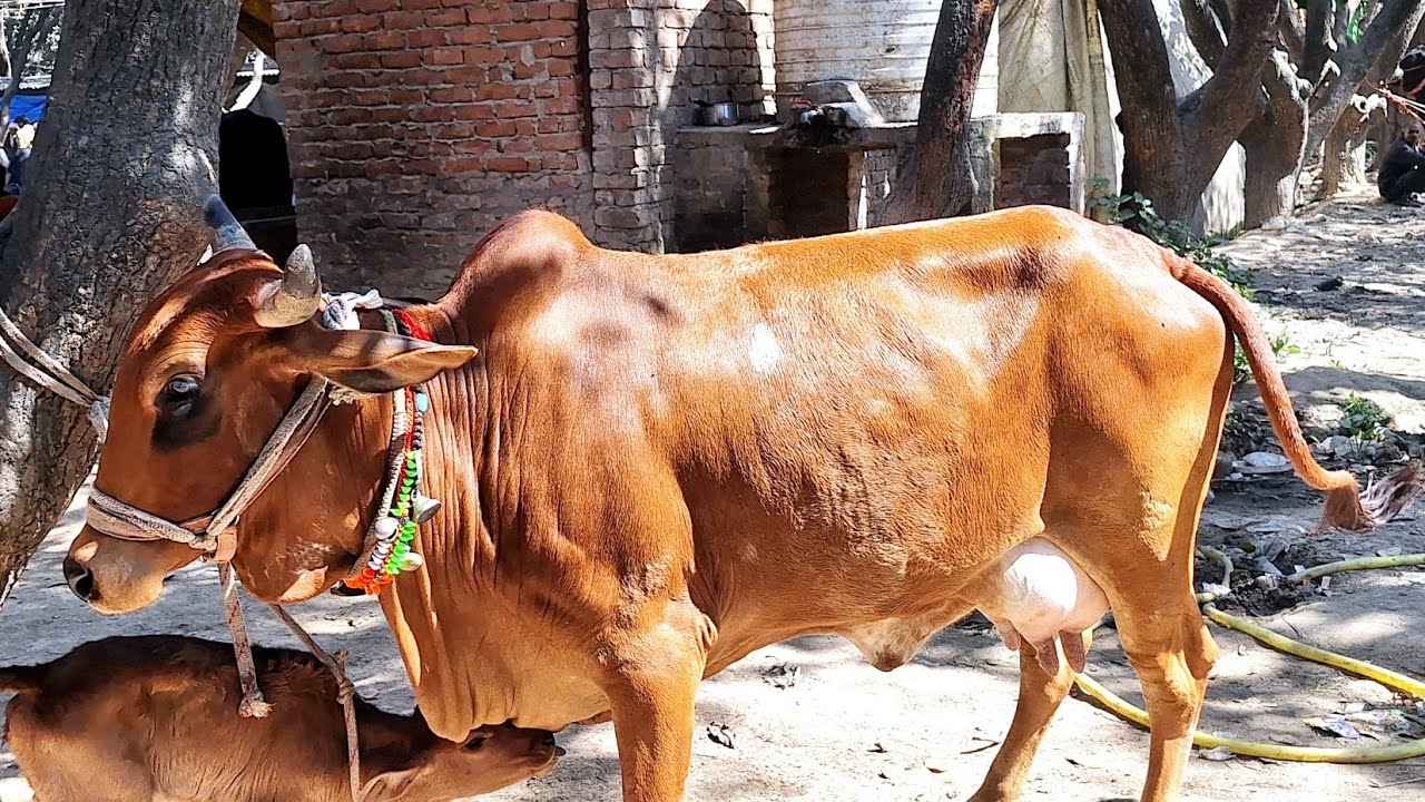 देखिए बाजनगर पशु मंडी में साहीवाल व क्रास ब्रीड वाजिब दाम पर बिकने आई || bajnagar pashu mandi