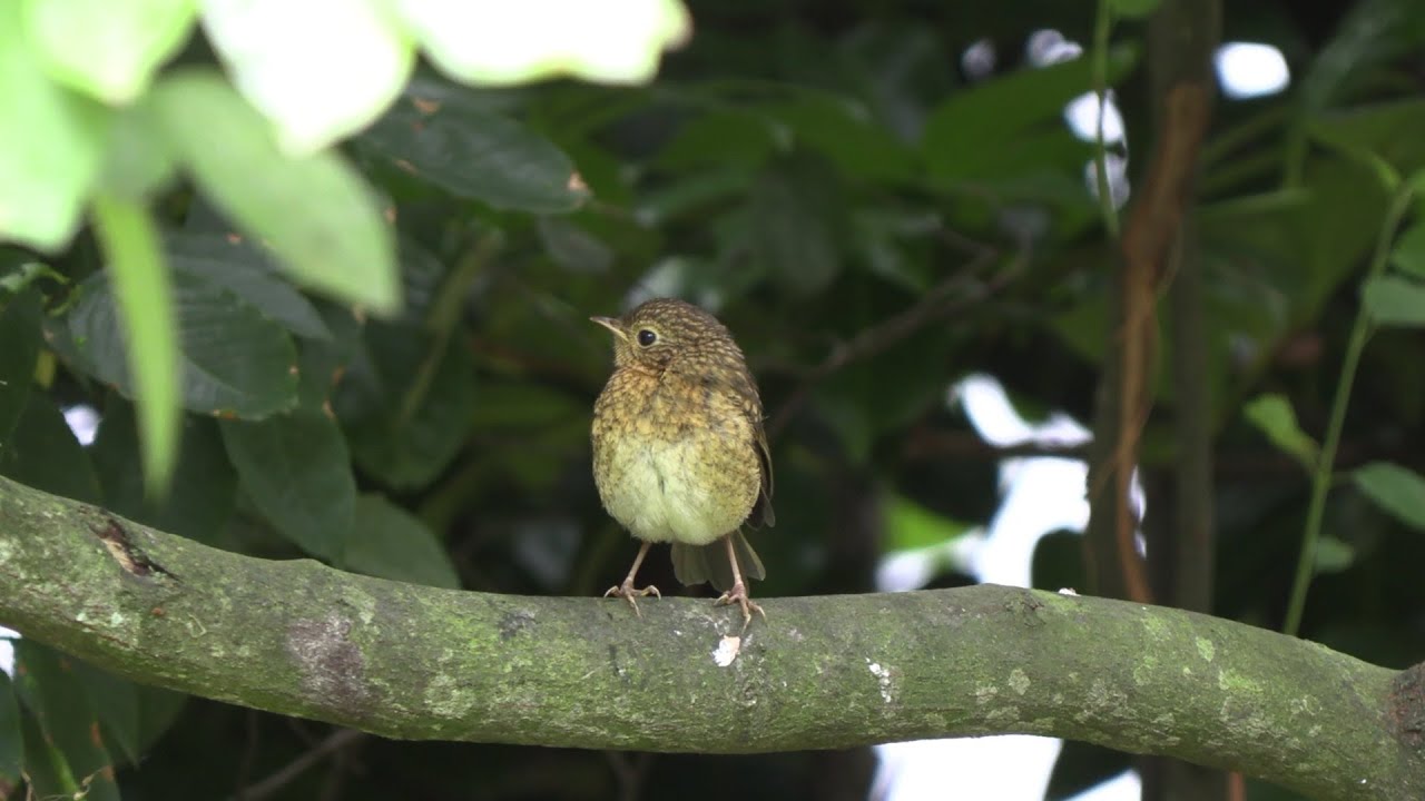 Roodborstje met Jong