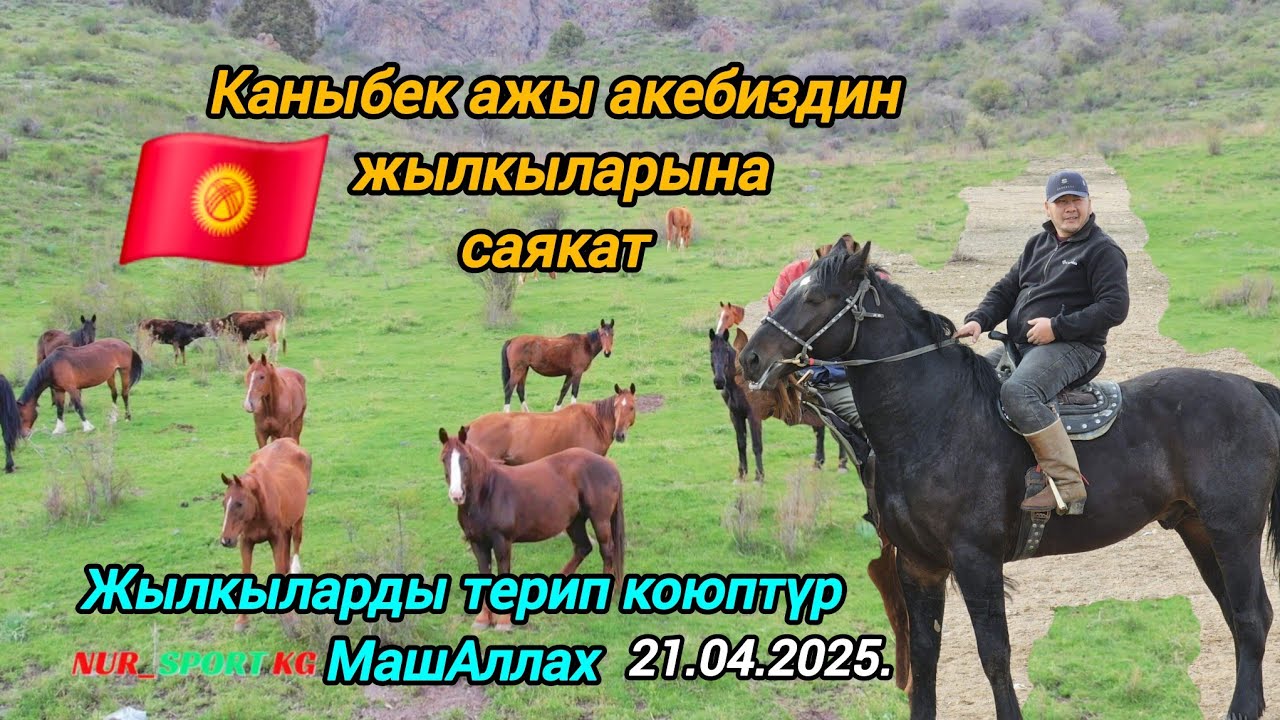Каныбек ажы акебиздин жылкыларына саякат: Жылкыларды терип коюптүр Машааллах 21.04.2025.🇰🇬🐎🤲
