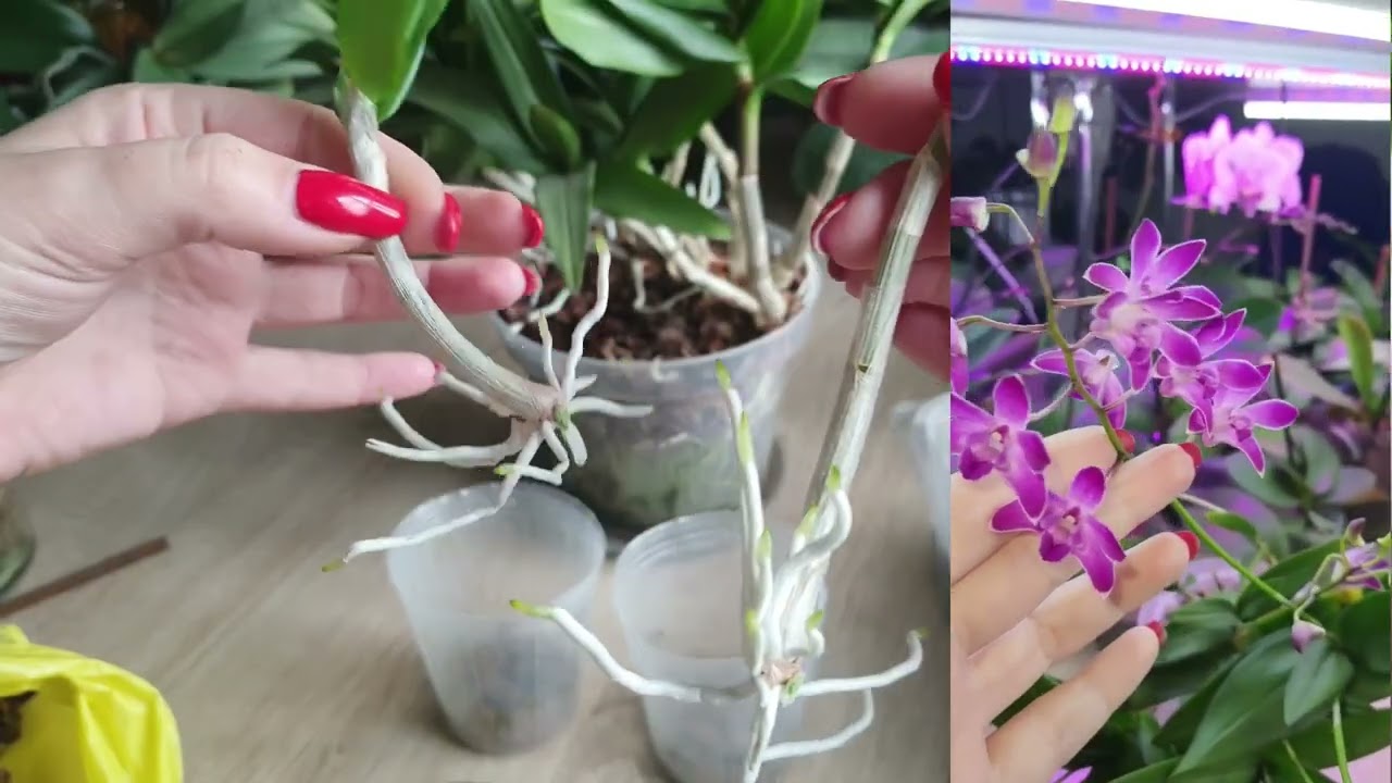 Выращенный с кейка Dendrobium Berry Oda. Снятие и посадка новых кейков.