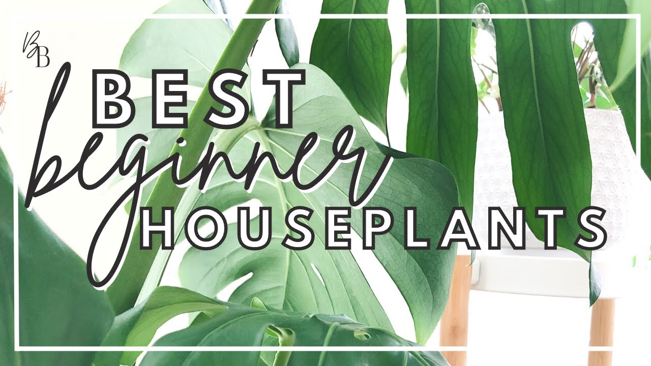 These Plants Are Almost IMPOSSIBLE to KILL | Houseplants For Beginners | Top 5 Easiest Houseplants 🌿
