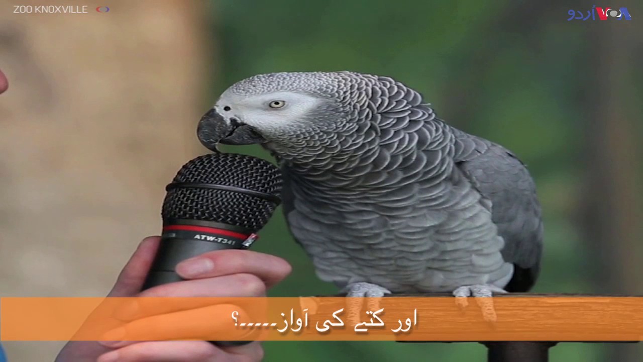 آئن اسٹائن، مختلف آوازیں نکالنے والا طوطا