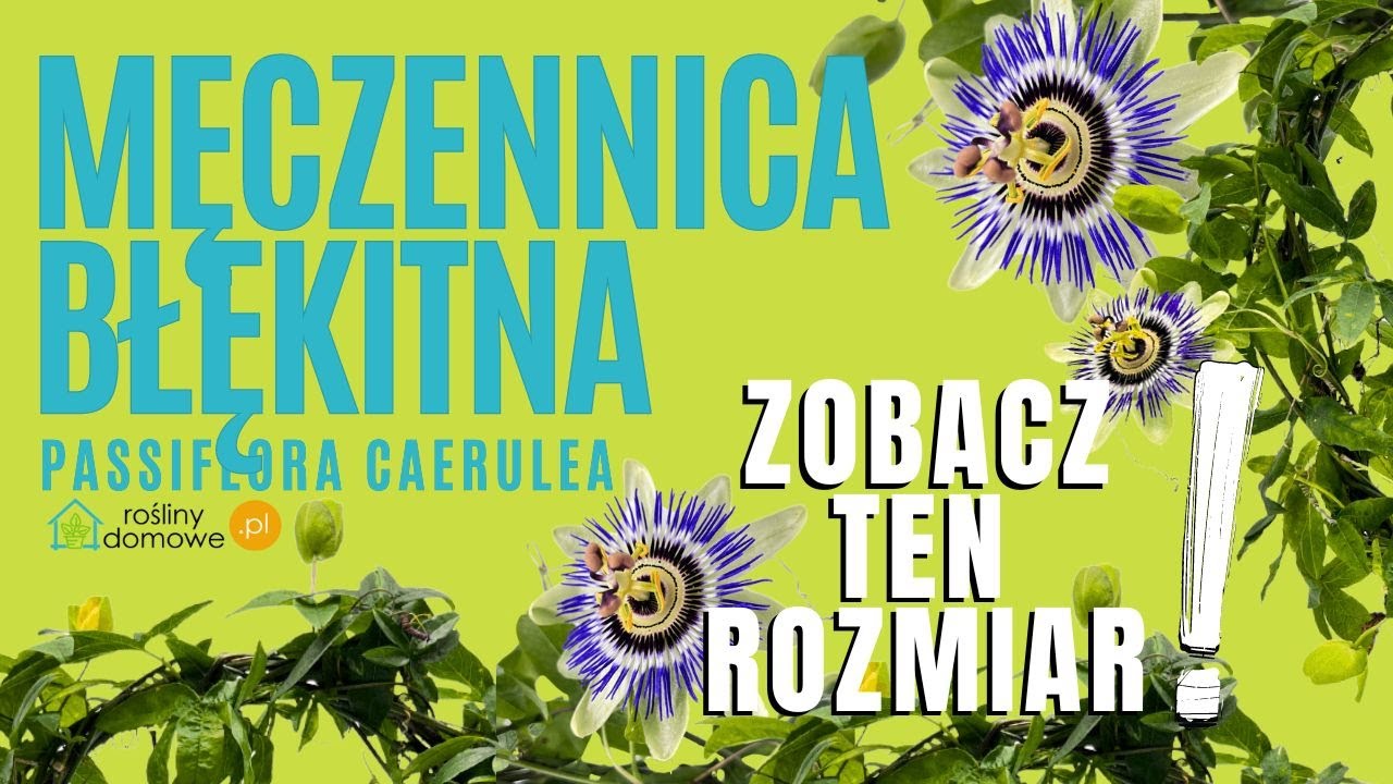Męczennica Passiflora caerulea
