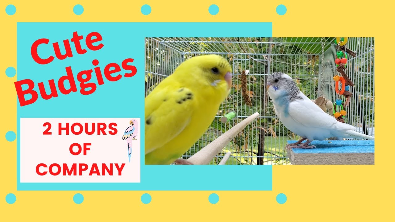 Most POPULAR---2 HOURS Budgie Sounds for Lonely Parakeets--Lemon and Lola