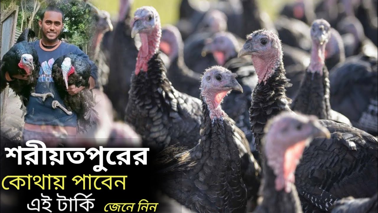 শরীয়তপুরের কোথায় পাবেন এই আমেরিকান হাইব্রিড টার্কি, জেনে নিন আজকের এই ভিডিও থেকে