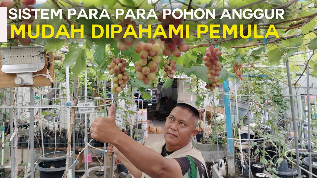 Sistem Para-Para Pohon Anggur Import, Mudah dipahami Pemula 🍇