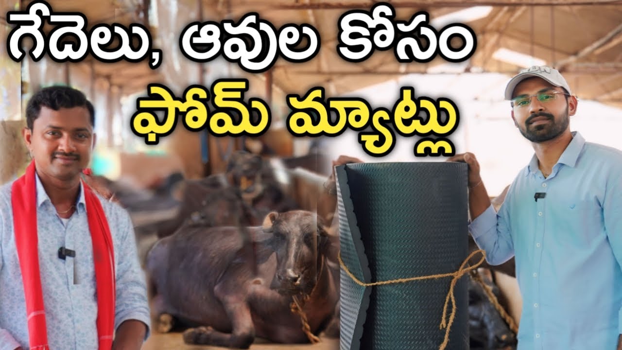 Dairy Farmలో ఫోమ్ మ్యాట్ వాడుతున్నాం | రైతు బడి