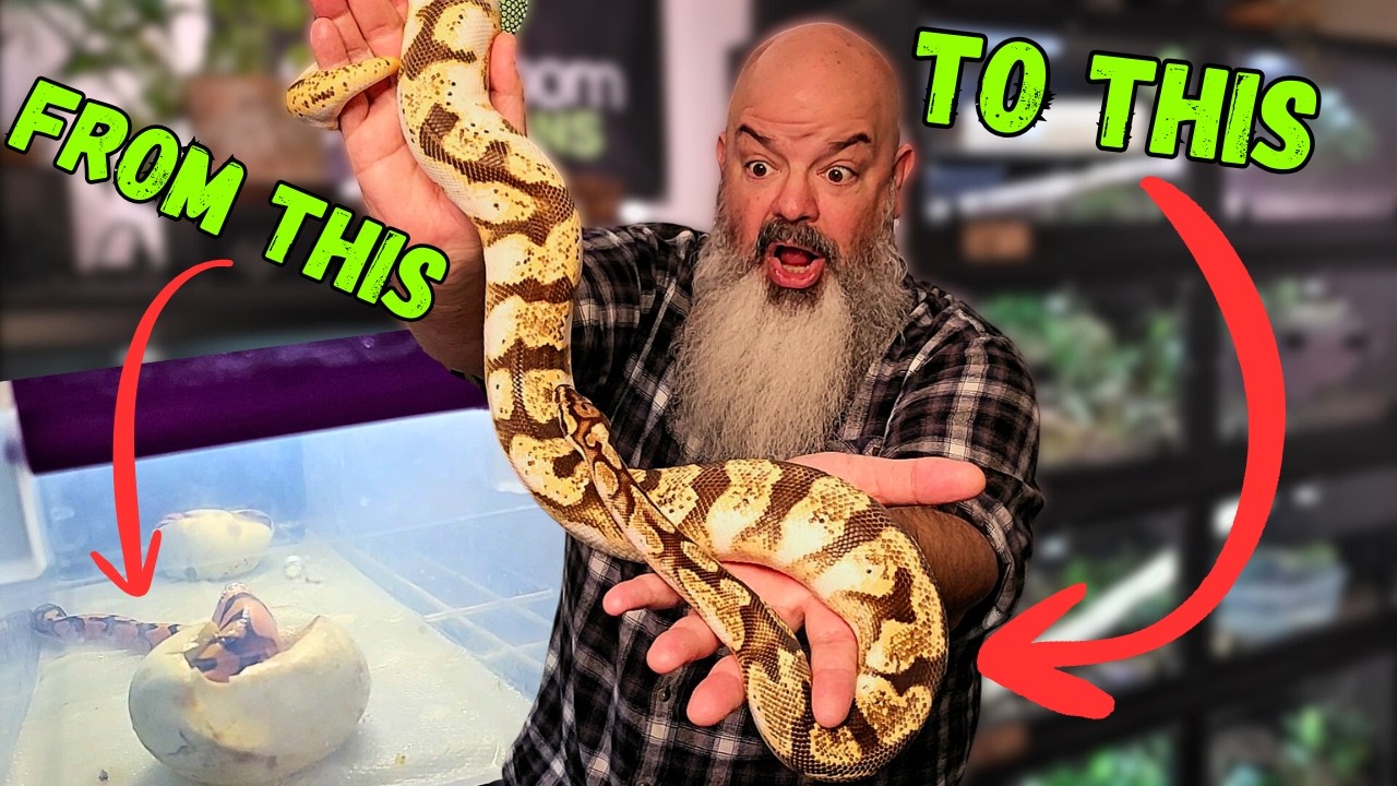 Adult Snakes Now Vs When They Were Babies