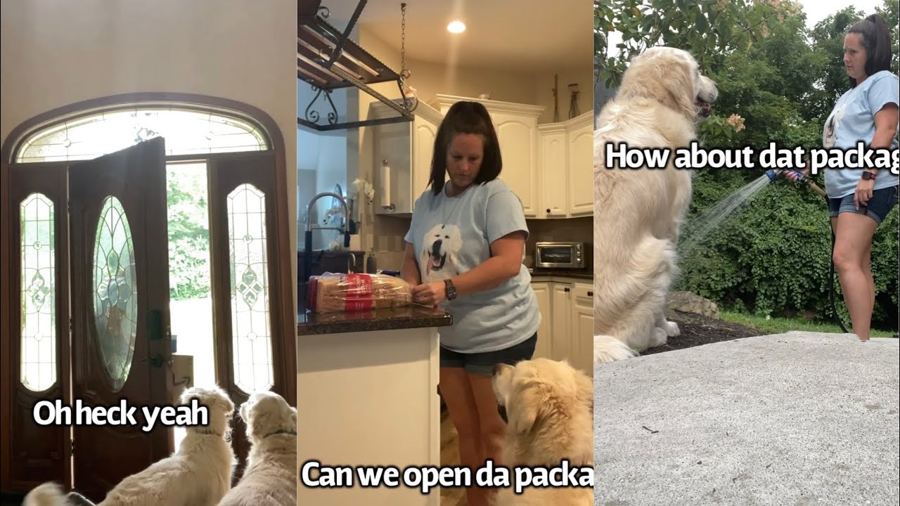 Dogs Get A Package (Part 2)