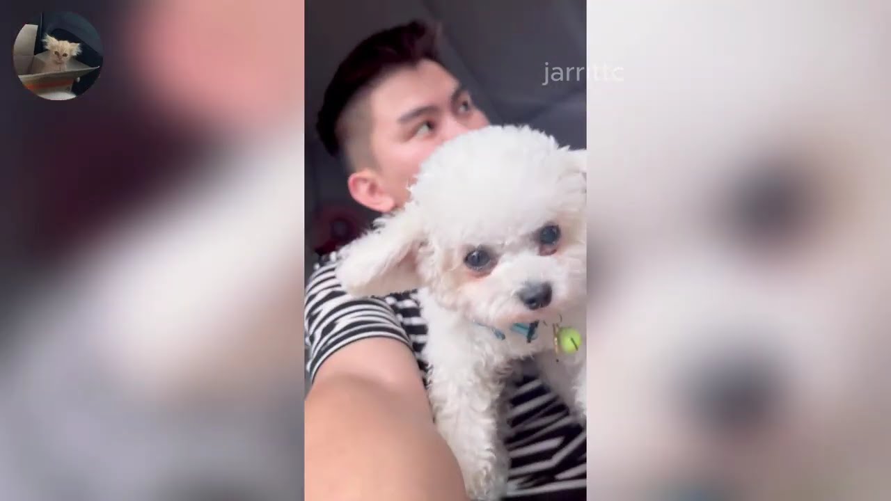 Funny ANIMALS videos 😂 | Funniest Cats and Dogs 2026 🐶😼 Part 29