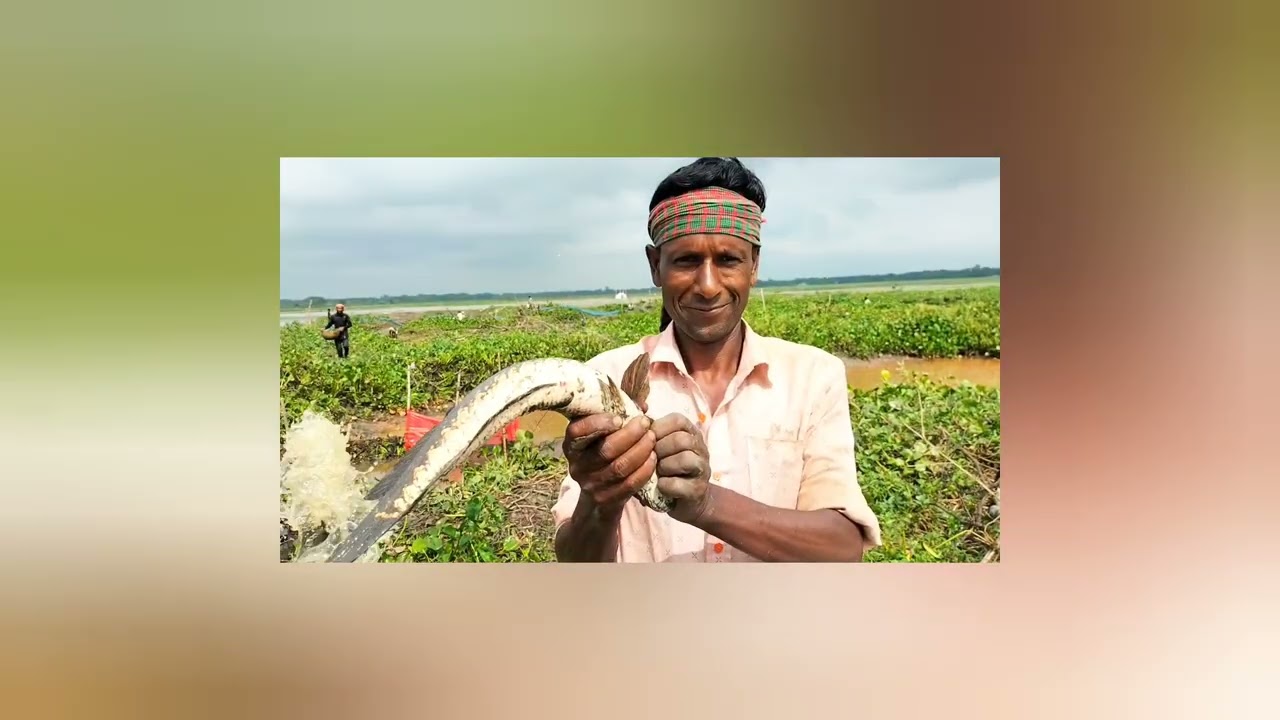 বিলে মাছ ধরা 
