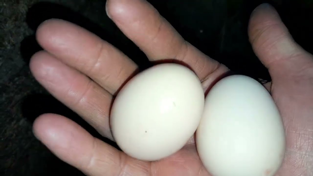 Молоді курочки занеслися