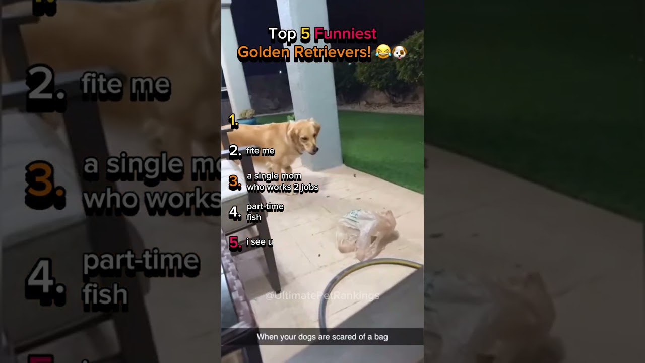 Top 5 Funniest Golden Retriever Moments You Need to See! 🤣