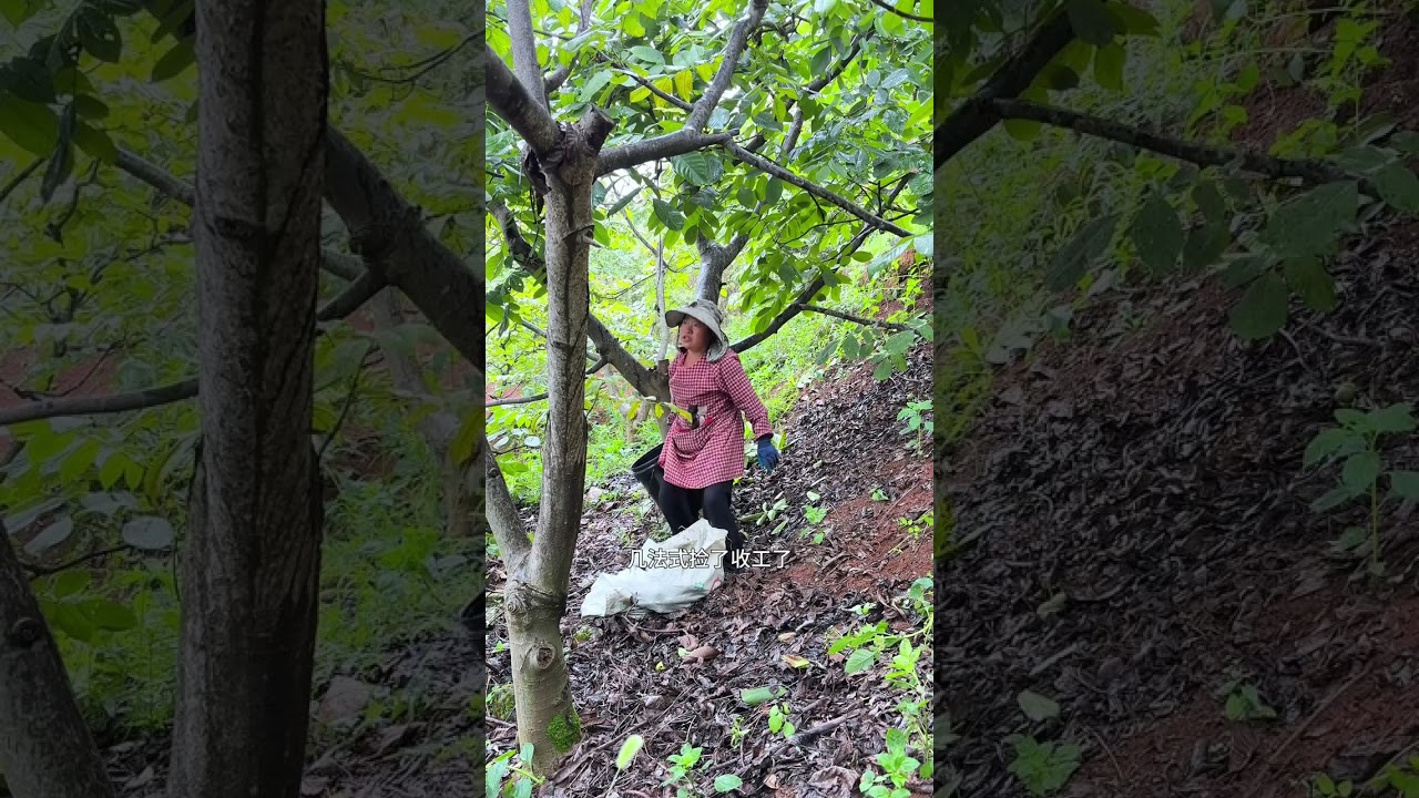 本以为今天下雨能偷懒一天 结果不仅懒没偷成反而被雨偷袭了！ #我的乡村生活 #核桃 #新农人计划