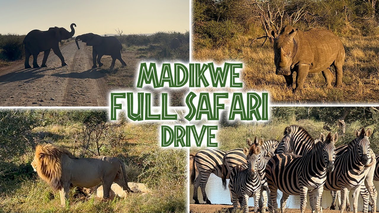 ELEPHANTS FIGHTING, LEOPARDS HUNTING & ONE OF THE RAREST ANIMALS IN THE MADIKWE GAME RESERVE !! 🇿🇦