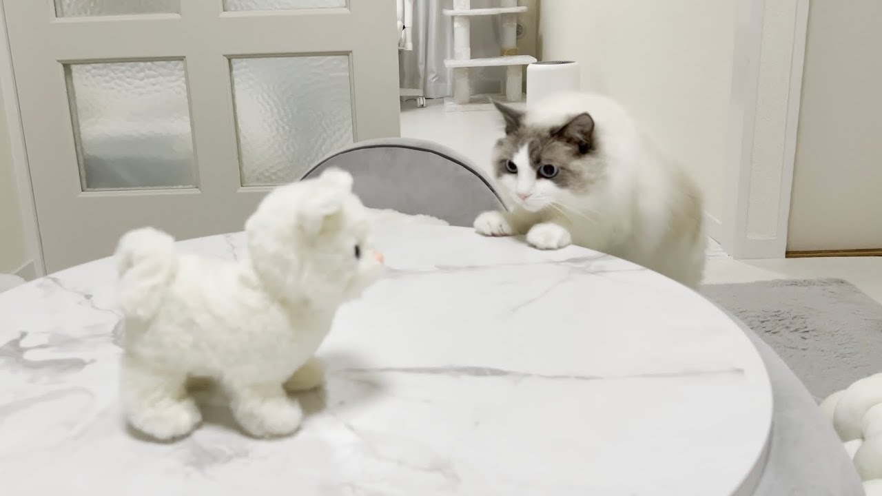 喋るぬいぐるみと対面したときのラグドール猫の反応がかわいすぎた…笑