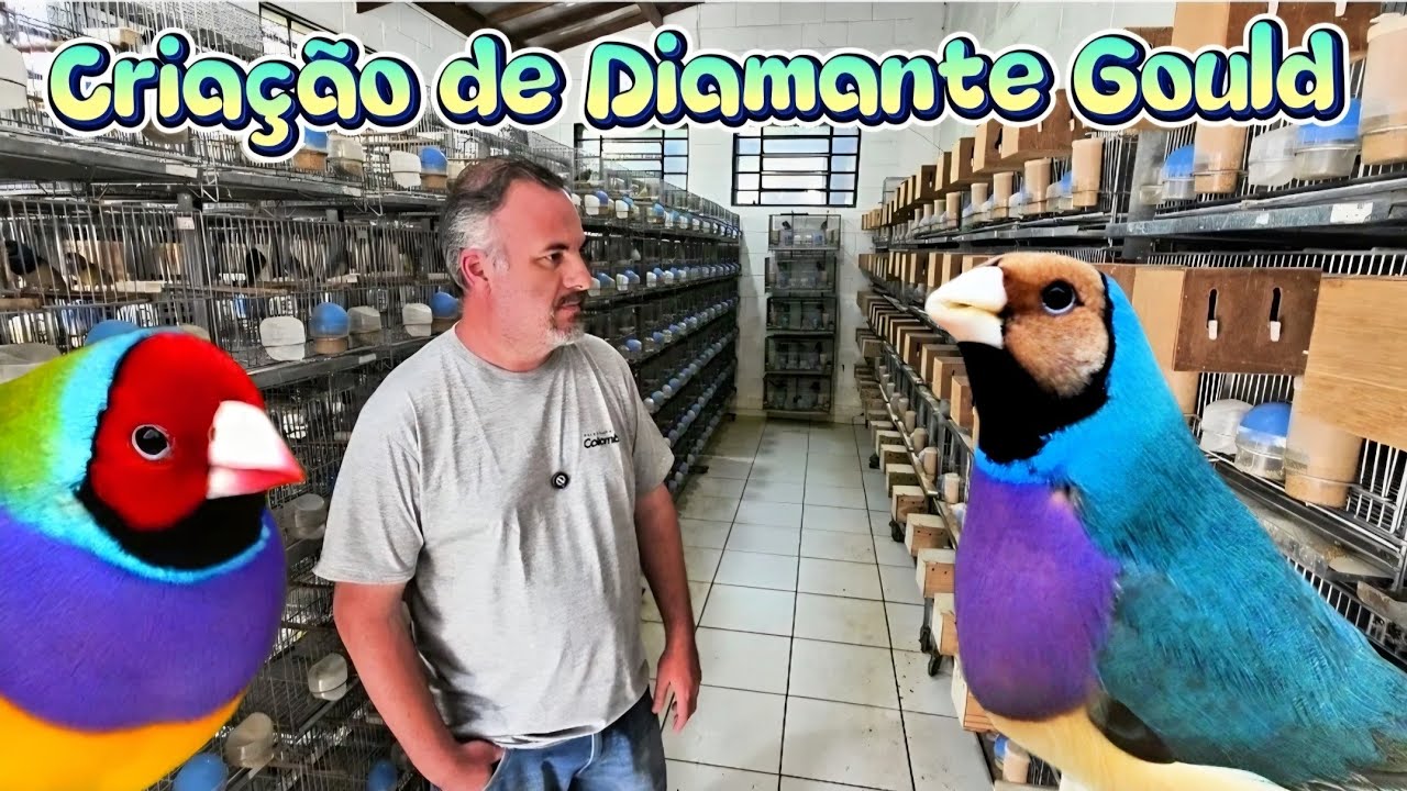 Diamante Gould: A Criação Mais Fantástica que Você Já Viu!