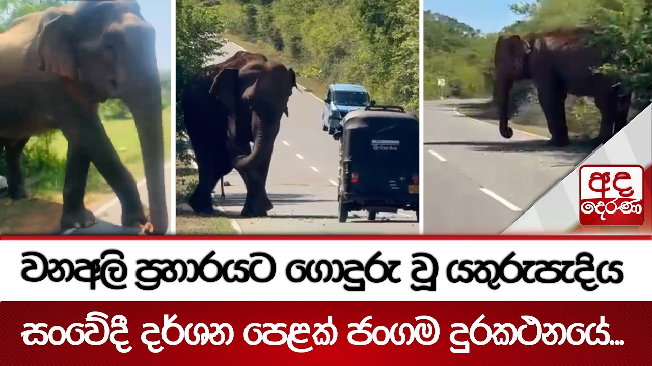 වනඅලි ප්‍රහාරයට ගොදුරු වූ යතුරුපැදිය - සංවේදී දර්ශන පෙළක් ජංගම දුරකථනයේ... | Ada Derana