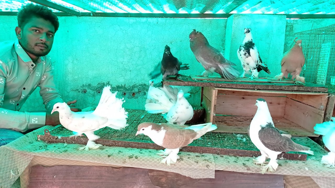 fancy pigeon farm || sharik bhai ke fancy kabootar || fancy pigeon