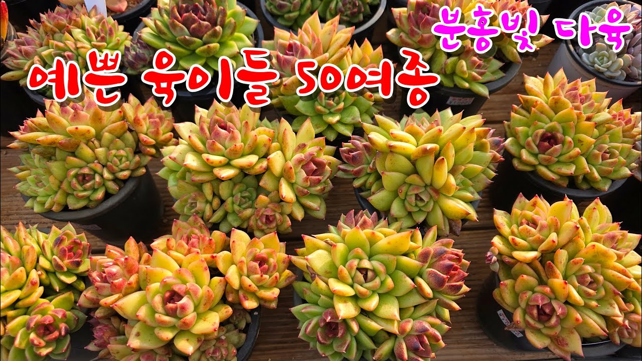 [26/1/3] 흑장미 외 예쁜 다육이들 50여종