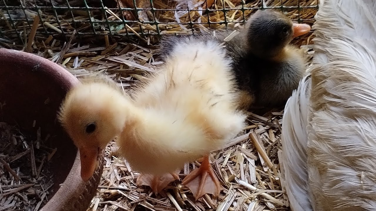 Desi ducks ke chicks nickel aie