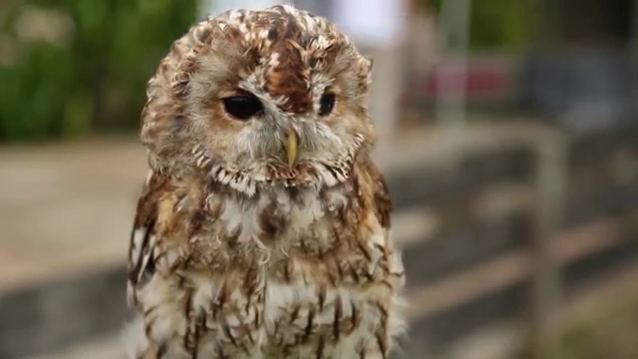 Huxley's Bird of Prey Centre and Gardens