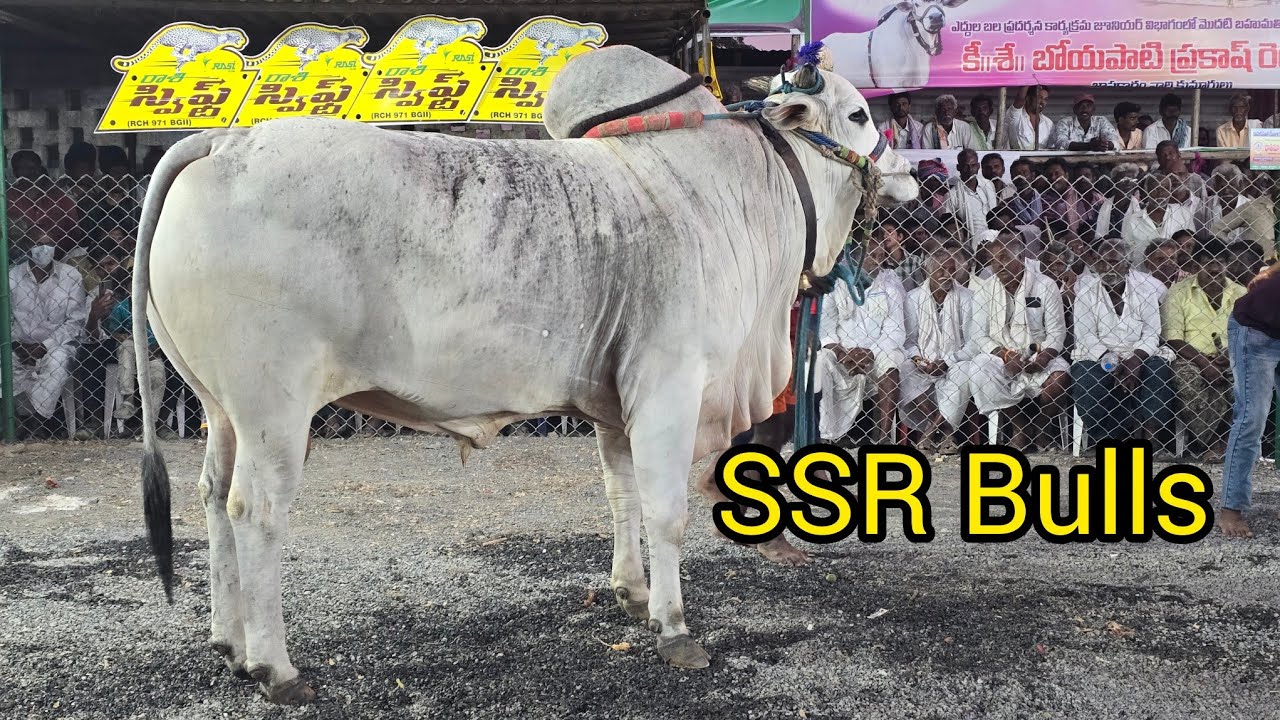 రెంటచింతల సీనియర్స్ 12జత. SSR Bulls. సుంకి సురేందర్ రెడ్డి గారు ASP గారి గిత్తలు