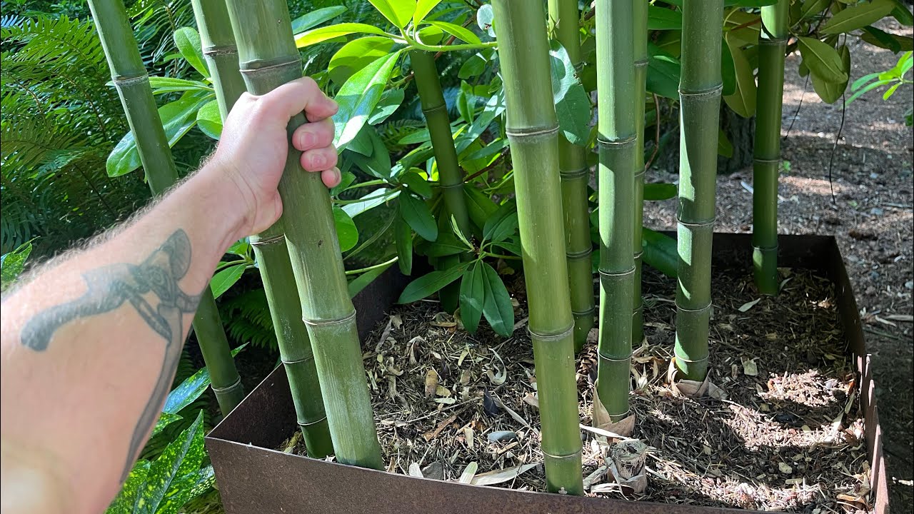 Phyllostachys Atrovaginata Update: Thriving Hardy Timber Bamboo in Full Shade, Issaquah, WA