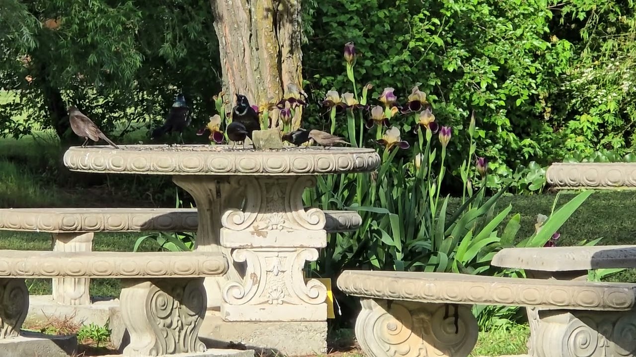 Relax with birds feeding by pond-LIVE NATURE SOUNDS
