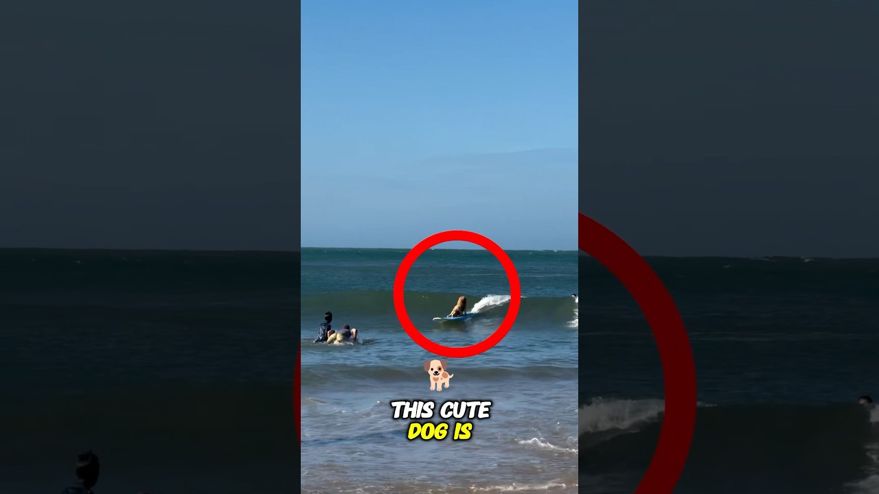Cute dog surfing like a pro