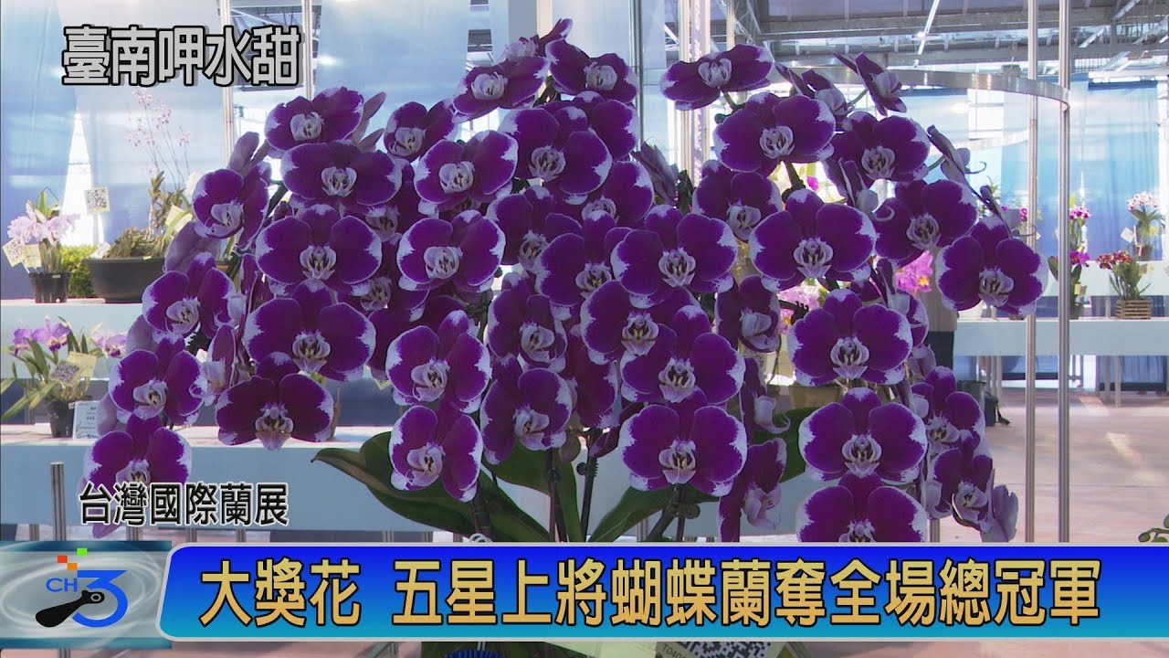 大獎花 五星上將蝴蝶蘭奪全場總冠軍