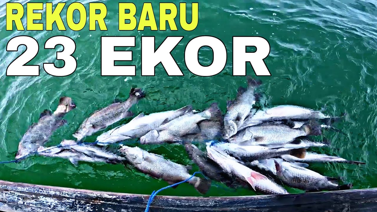 Begitu mudahnya mancing barramundi di rumpon yang satu ini